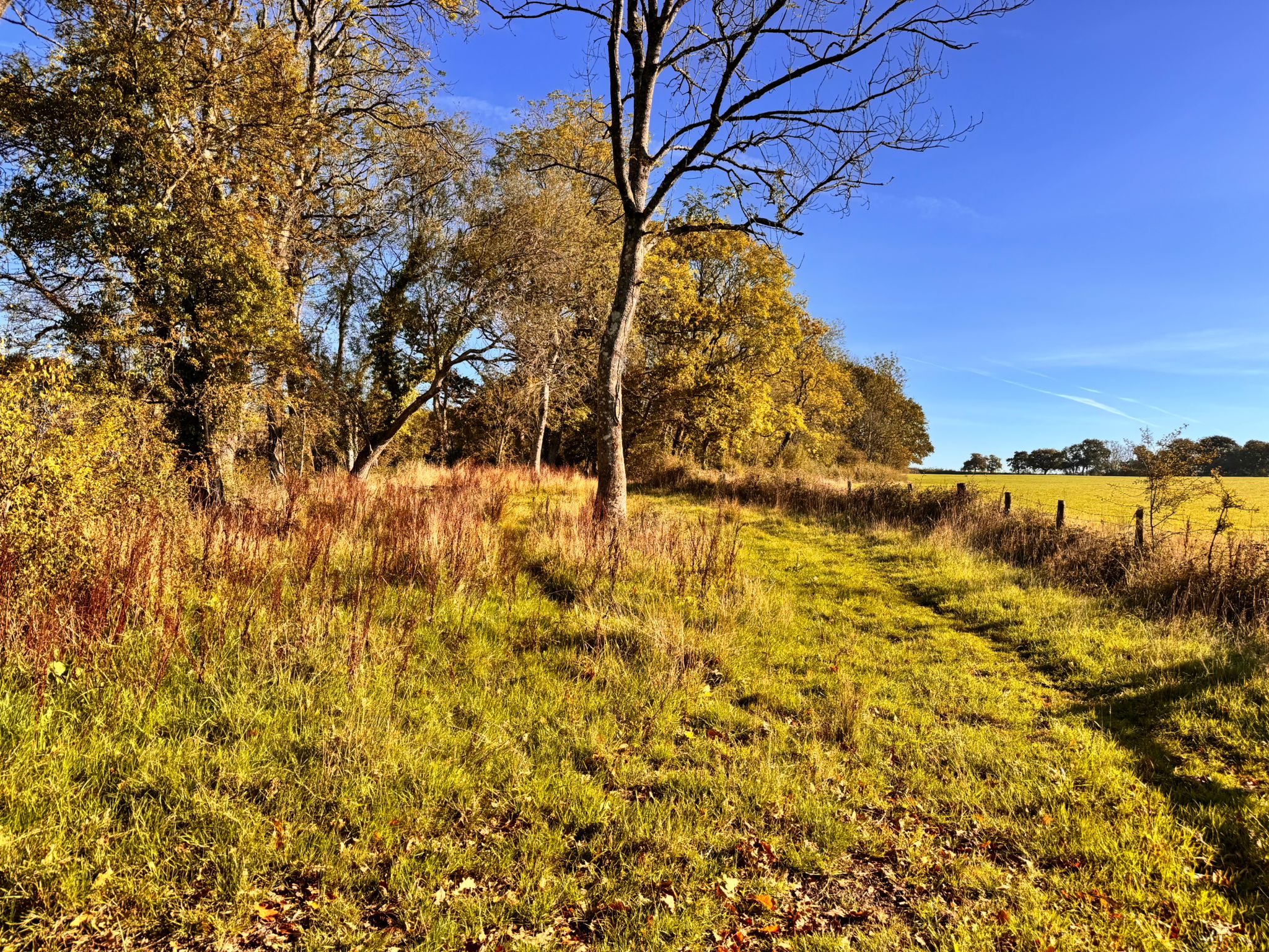 Natural landscape with autumn trees and walking path