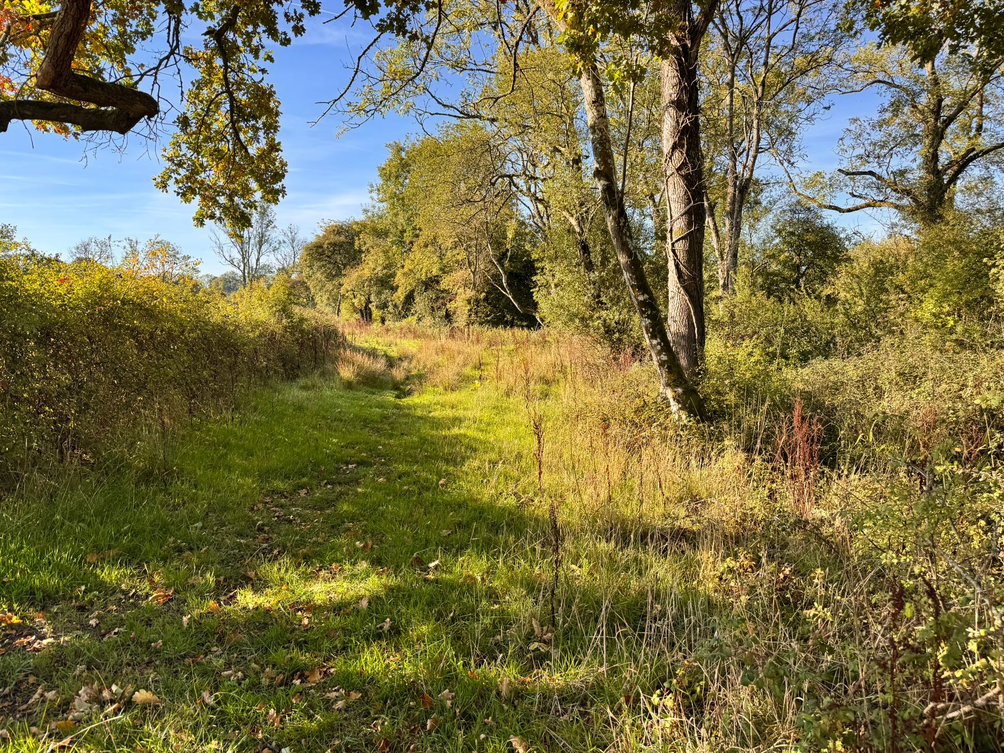 Natural woodland path with wild grasses and vegetation