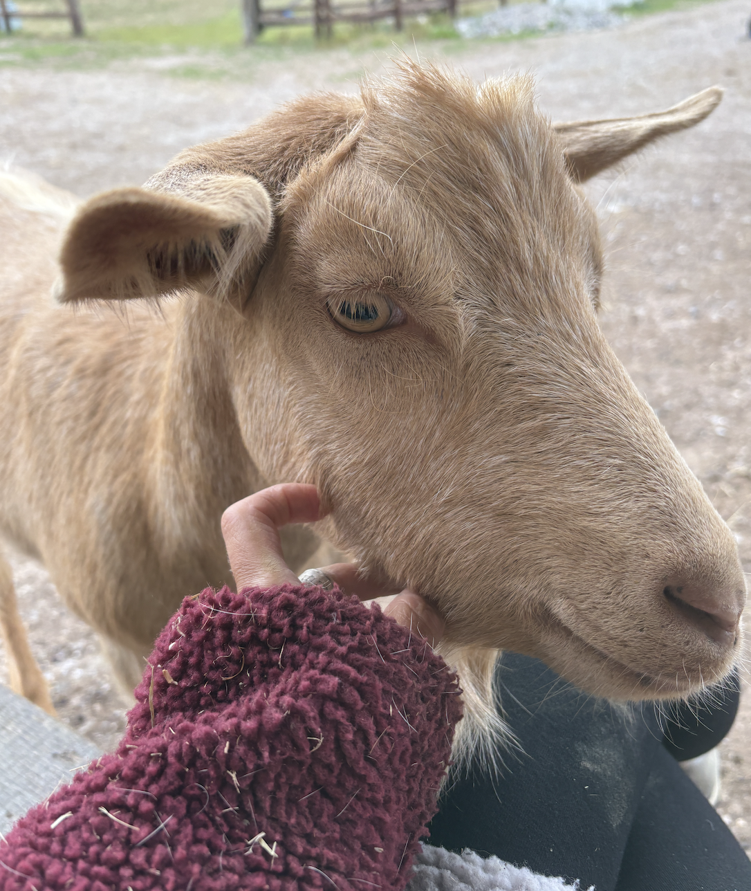 Goaty - Goat