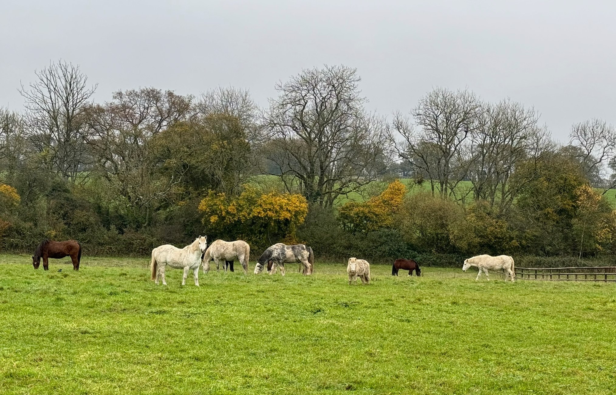 Horses and ponies grazing peacefully in a green field with trees in the background