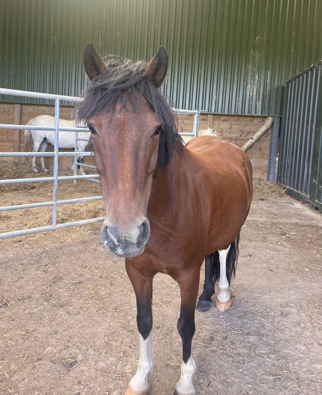Liam - Horse
