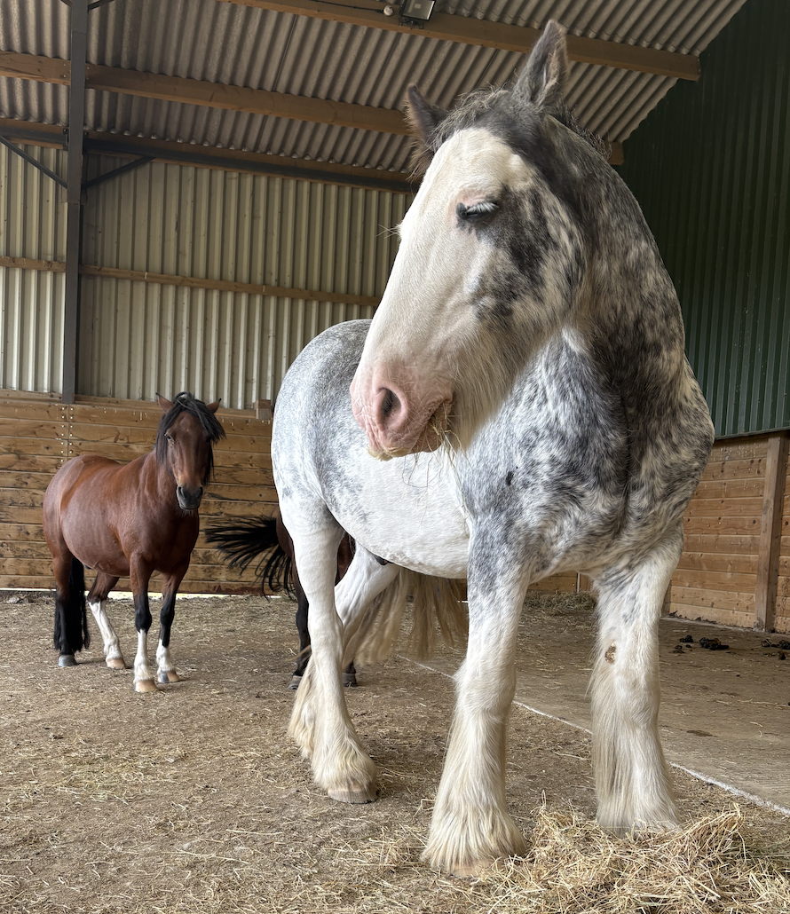 Micky - Horse