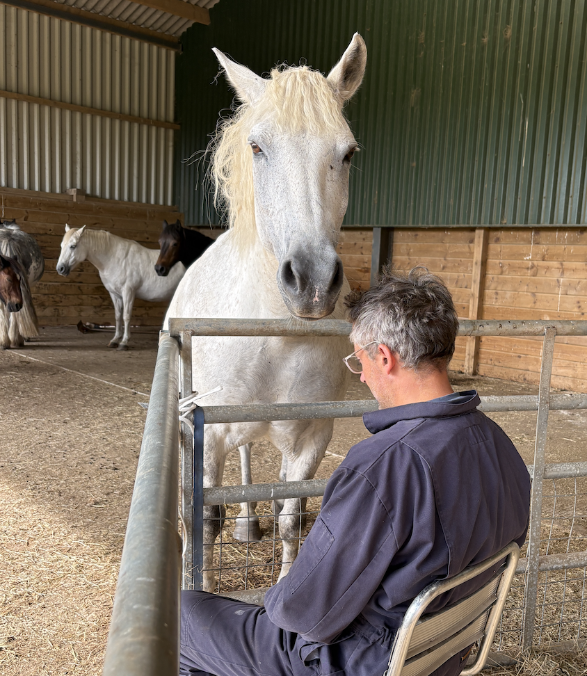 Nimrod - Horse