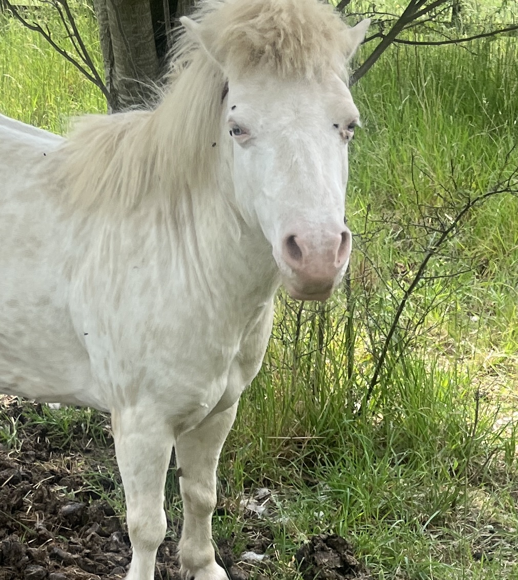 Noodle - Pony
