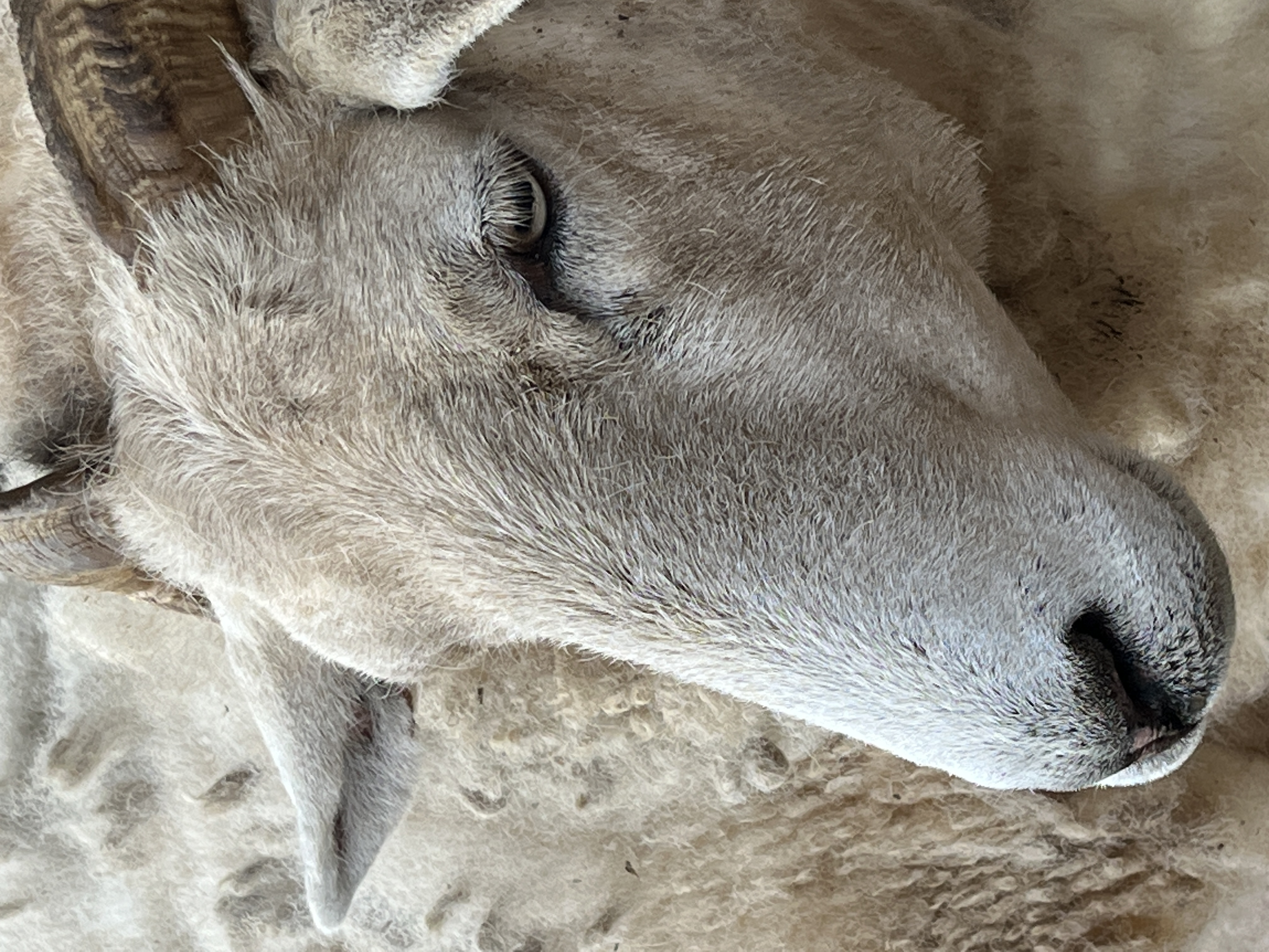 Philly/Sheepy - Sheep