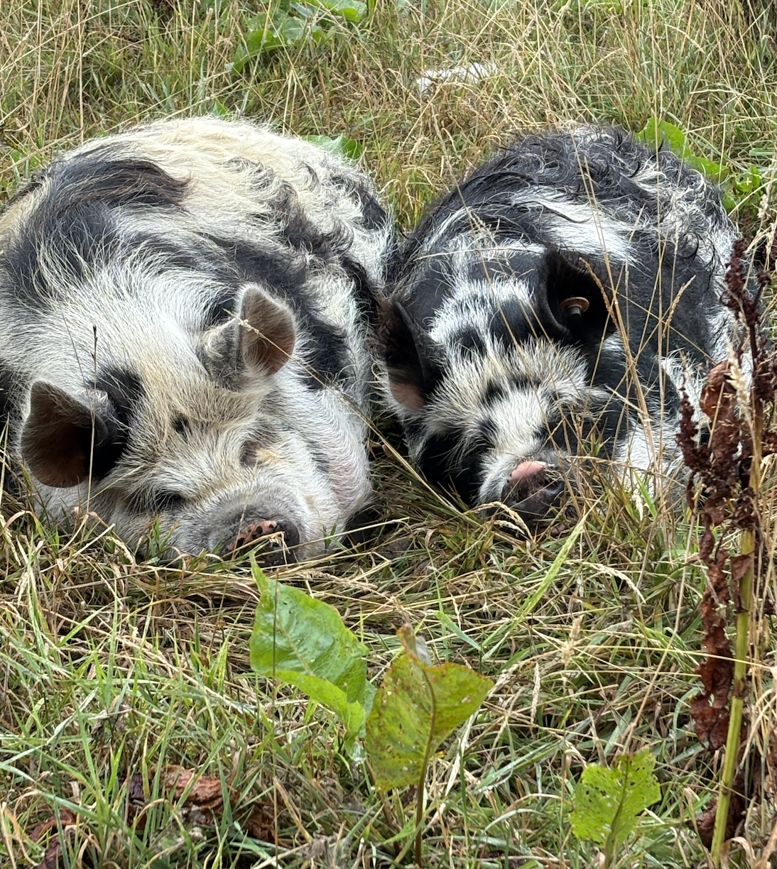 Lady Princess Sparkles & Bob - Pigs